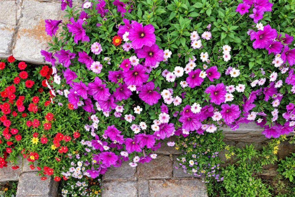 Dans le Luberon, j’ai trouvé une ruelle de village où les fleurs retombent comme des cascades