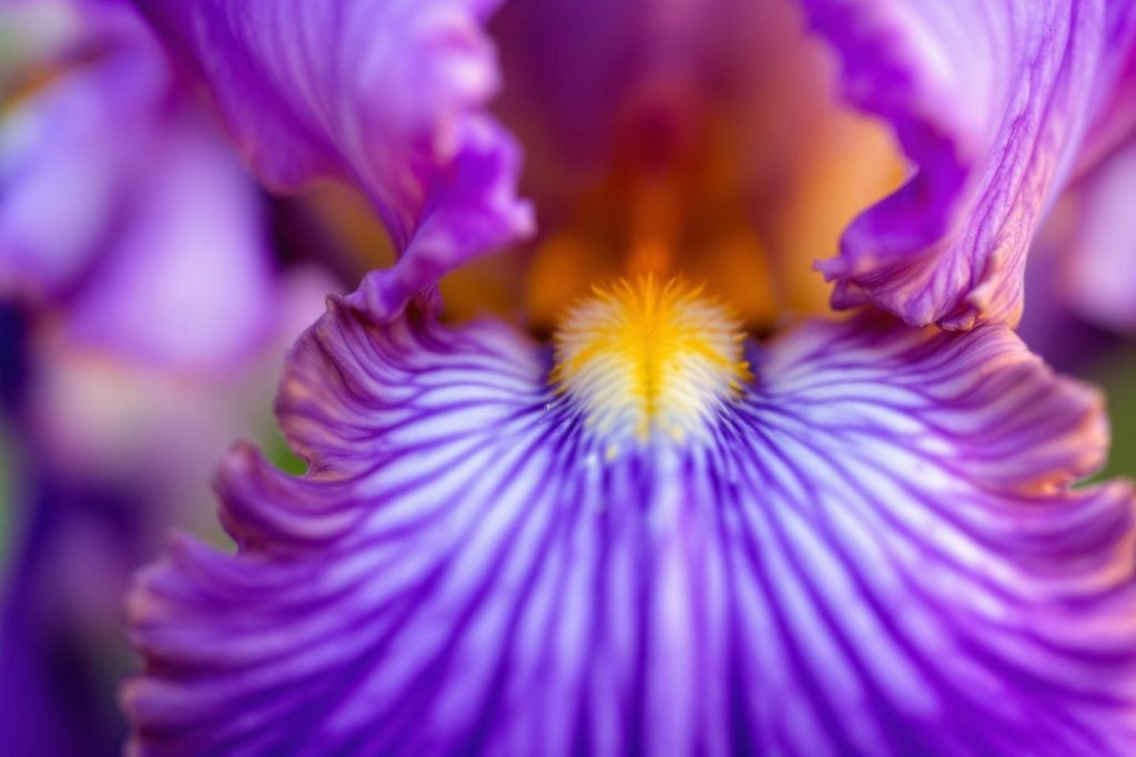 Gros plan sur le centre d'une fleur d'iris aux couleurs vibrantes